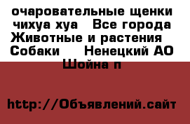 очаровательные щенки чихуа-хуа - Все города Животные и растения » Собаки   . Ненецкий АО,Шойна п.